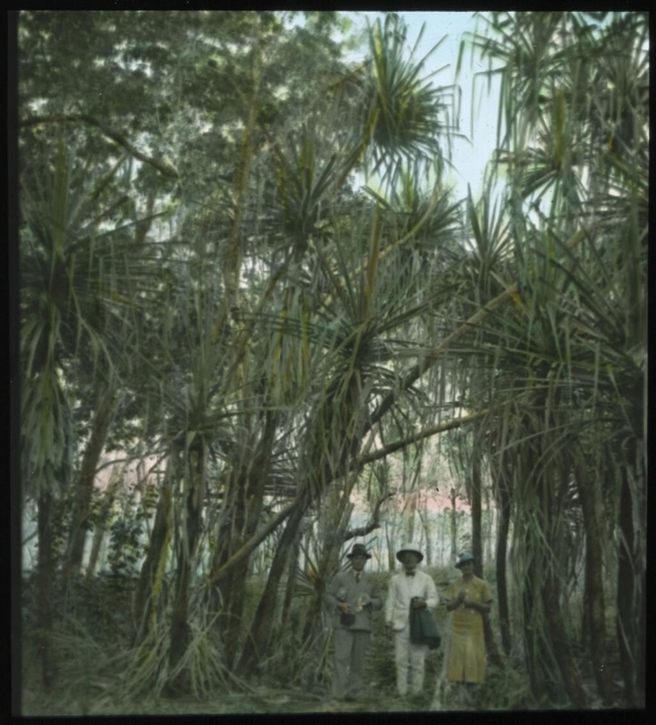 Pandanas trees, Darwin : scenes from the North Australia Patrol and ...