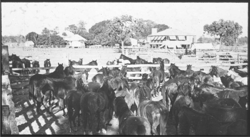 Large mob of horses in yards near Australian Inland Mission first aid ...