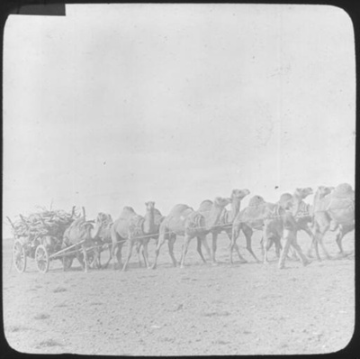 Camel train : part of South Australian and other AIM [Australian Inland ...