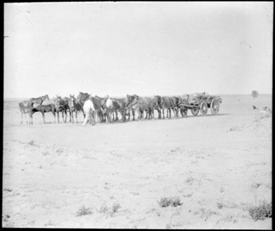 Horses and a wagon : scenes in the Diamantina area and other general ...