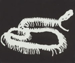 Snake (Shadow farm); Sally SMART; 2003; 2003.16 © Sally Smart / Copyright Agency, 2022