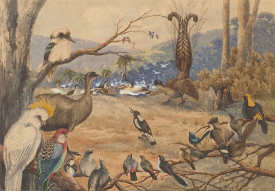 Congress of the birds; Neville CAYLEY; 1910; 1985.05