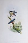 Sitta nagaensis; John GOULD; c. 1840 - 1848; 1993.040