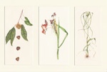 Botanical studies (three species); Our best efforts have been made to locate the copyright owner of this work. If you have any information please contact us via copyright@benalla.vic.gov.au