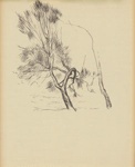 Casuarina tree; William DOBELL; Not dated; 1980.49 © Estate of William Dobell / Copyright Agency, 2022