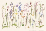 Orchids of the north east; Louise SAUNDERS; 1992; 1992.05; © Courtesy of the artist