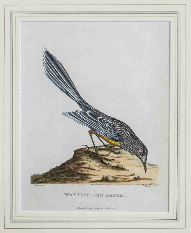 Wattled Bee Eater Sydenham Edwards English B 1768 D 1819 1789 2 3 2 2 On Ehive