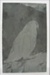 Print Block showing a Kea.; R. V. Francis Smith; 1960s; A.00165
