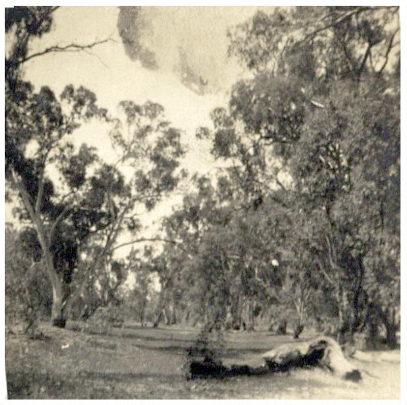 Photograph Album Life at Yanga 1925-1927: Trees & scrub; Alice Dicks ...