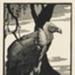 The Indian Vulture; Lionel Lindsay (b.1874, d.1961); 1933; 2016.205
