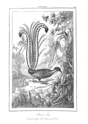 Menura Lira - in un paesaggio dei dintorni di Dori c1842.; I000002 