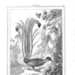 Menura Lira - in un paesaggio dei dintorni di Dori c1842.; I000002 