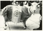 Photograph: CND Demo; Grosset, Simon; c.1980s-90s; GWL-2020-15-5