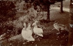 Postcard front: Sepia swans; c.1909-10; GWL-2024-77-57