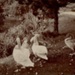 Postcard front: Sepia swans; c.1909-10; GWL-2024-77-57