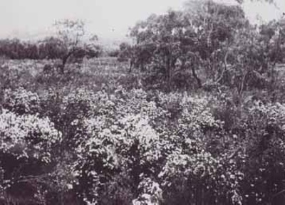 Wedding Bush, Black Rock, 1940; 1940; P1448