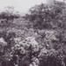 Wedding Bush, Black Rock, 1940; 1940; P1448