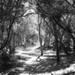 George Street Reserve; Reynolds, Pauline; 1976; PD3507