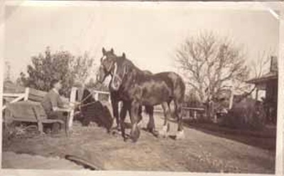 Man with pair of horses, market garden, Cheltenham; 1936?; P5514