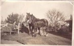 Man with pair of horses, market garden, Cheltenham; 1936?; P5514