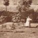 Louise Schmidt in the yard behind Hampton Hotel; c1920; P0119