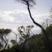 View of Sandringham Beach through trees; Reynolds, Pauline; 1980; PD3634