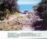 Banksias knocked to the ground by Range Rover, Beach Park, Sandringham; Friends of Abbott Street, Sandringham; 2001 Oct. 16; P9197