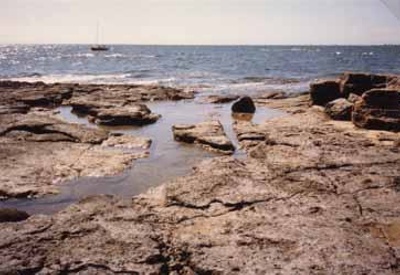 Wheel tracks in foreshore rocks at Quiet Corner; 1988; P2819