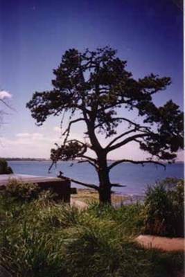 Monterey Pine tree at Table Rock Point, Beaumaris; 1996; P2866