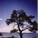 Monterey Pine tree at Table Rock Point, Beaumaris; 1996; P2866