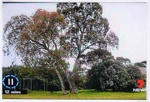 Save 229 Trees demonstration at the site of Sandringham College, Beaumaris Campus; Channel 7; 2016 Oct. 24; P12126