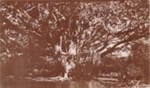 Moreton Bay fig in front of Black Rock House; c. 1913; P2826