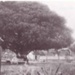 Moreton Bay Fig Tree in garden of Holyrood, 39 Holyrood Street, Hampton; c. 1925; P0219
