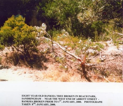 Eight year old Banksia tree broken, Beach Park, Sandringham; Friends of Abbott Street, Sandringham; 2000 Jan. 1; P9203