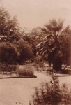 Close up view of tree in the garden of the Hampton Hotel during the Schmidts' time.; Betw. 1893 and 1922; P0118