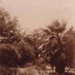 Close up view of tree in the garden of the Hampton Hotel during the Schmidts' time.; Betw. 1893 and 1922; P0118