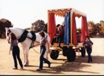 Jim Bisset's horse, Silver, leading curtained dray; 1983 Apr.; P9010