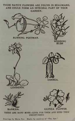 Indigenous flowers; Pye, Moira; c. 1955; P1032