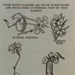 Indigenous flowers; Pye, Moira; c. 1955; P1032