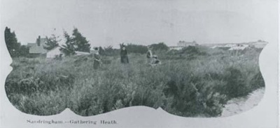 Sandringham, gathering heath; c. 1910; P7595