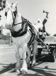 Santa Claus (Graeme Disney) on dray led by Jim Bisset's horse, Silver; 1982; P9005