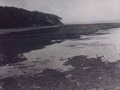 Table Rock, Beaumaris Beach, from below Dalgetty Road; c. 1920; P0494