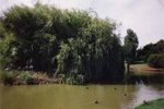Ornamental lake, Basterfield Park, Dane Road, Moorabbin; McDuff, Laura; 1999; P4372-1