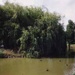 Ornamental lake, Basterfield Park, Dane Road, Moorabbin; McDuff, Laura; 1999; P4372-1