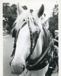Jim Bisset's horse, Silver; 1981; P9006