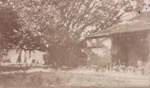 Moreton Bay fig tree at Black Rock House; 197-?; P1358