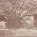 Moreton Bay fig tree at Black Rock House; 197-?; P1358