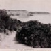 Red Bluff, Sandringham; 1918; P0605