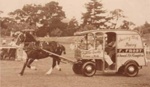 Mickey, pulling a Frost's Surrey Park Dairy van; 1950?; P0389