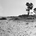 Rickets Point beach; Reynolds, Pauline; 1985; PD3720